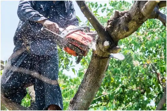 tree services Green Valley Farms